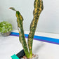 Sansevieria Kirkii Coppertone Variegated Two Leaf | 2.5" Planter