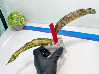 Sansevieria Kirkii Coppertone Variegated | R
