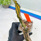 Sansevieria Kirkii Coppertone Variegated (G2) | Rare houseplants like this don’t last long