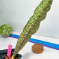 Sansevieria Kirkii Pepito | Imported Snake Plants
