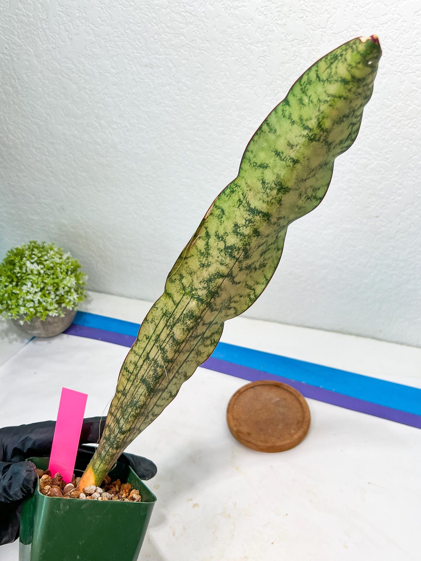 Sansevieria Kirkii Pepito | Imported Snake Plants