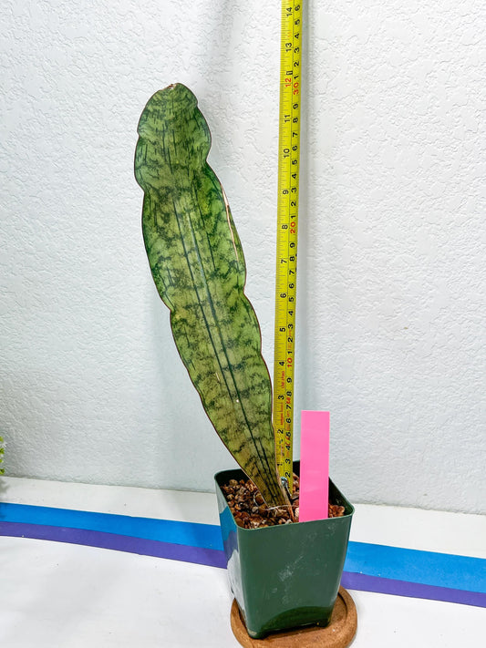 Sansevieria Kirkii Pepito | Imported Snake Plants