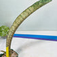 Sansevieria Kirkii Pepito | Imported Snake Plants