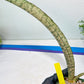 Sansevieria Kirkii Pepito | Imported Snake Plants