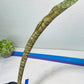 Sansevieria Kirkii Pepito (#R6~8) | Very Rare Import Snake Plants