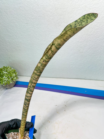 Sansevieria Kirkii Pepito (#B-G) | Very Rare Import Snake Plants