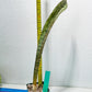 Sansevieria Kirkii Pepito (#R6~8) | Very Rare Import Snake Plants