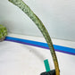 Sansevieria Kirkii Pepito (#R6~8) | Very Rare Import Snake Plants