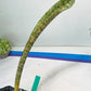 Sansevieria Kirkii Pepito (#R6~8) | Very Rare Import Snake Plants