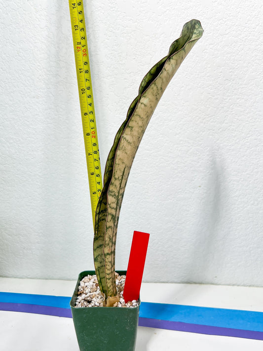 Sansevieria Kirkii Pepito (#R-O) | Very Rare Import Snake Plants