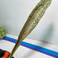 Sansevieria Kirkii Pepito (#R-O) | Very Rare Import Snake Plants