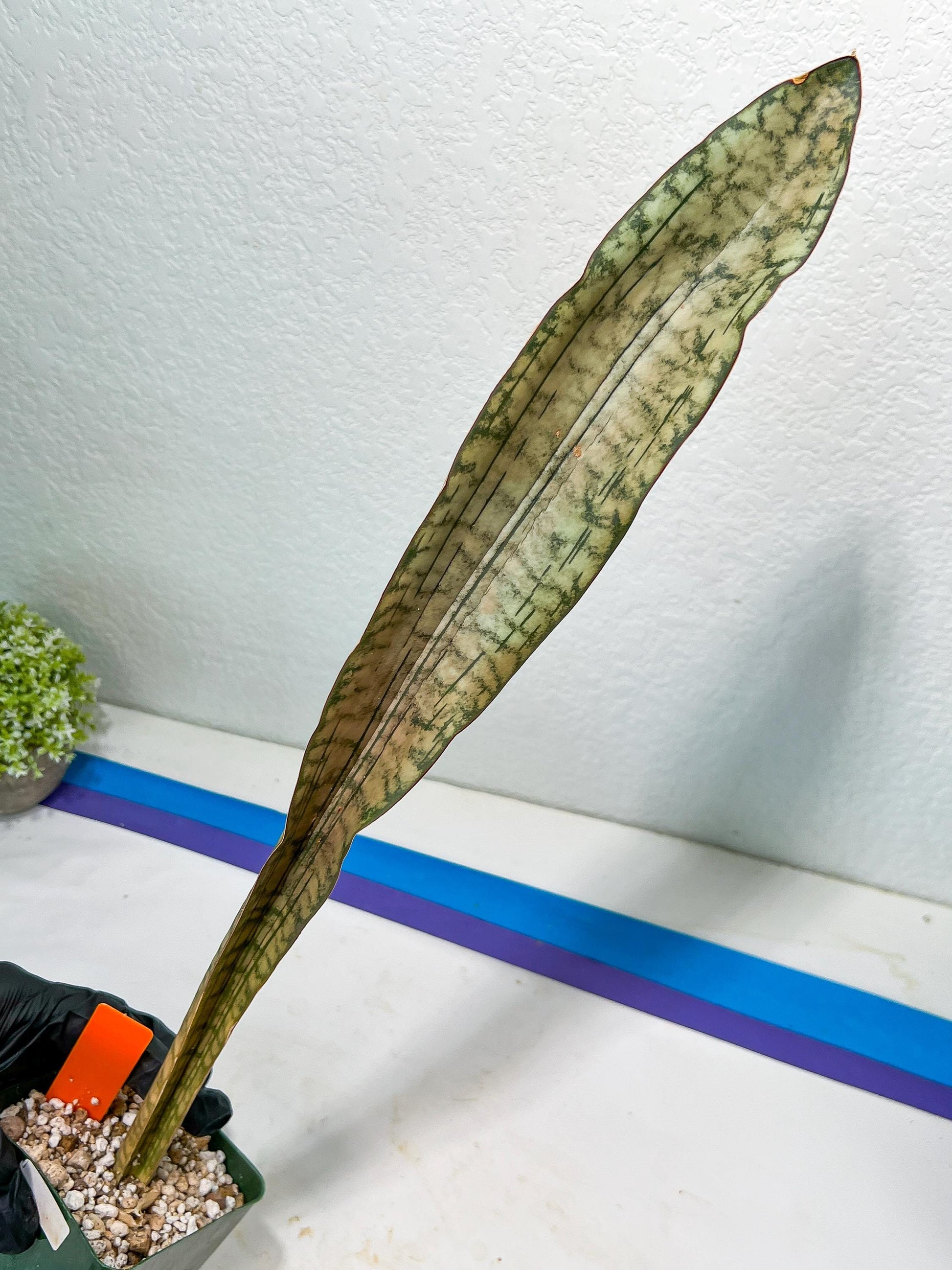 Sansevieria Kirkii Pepito (#R-O) | Very Rare Import Snake Plants