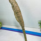 Sansevieria Kirkii Pepito (#R-O) | Very Rare Import Snake Plants