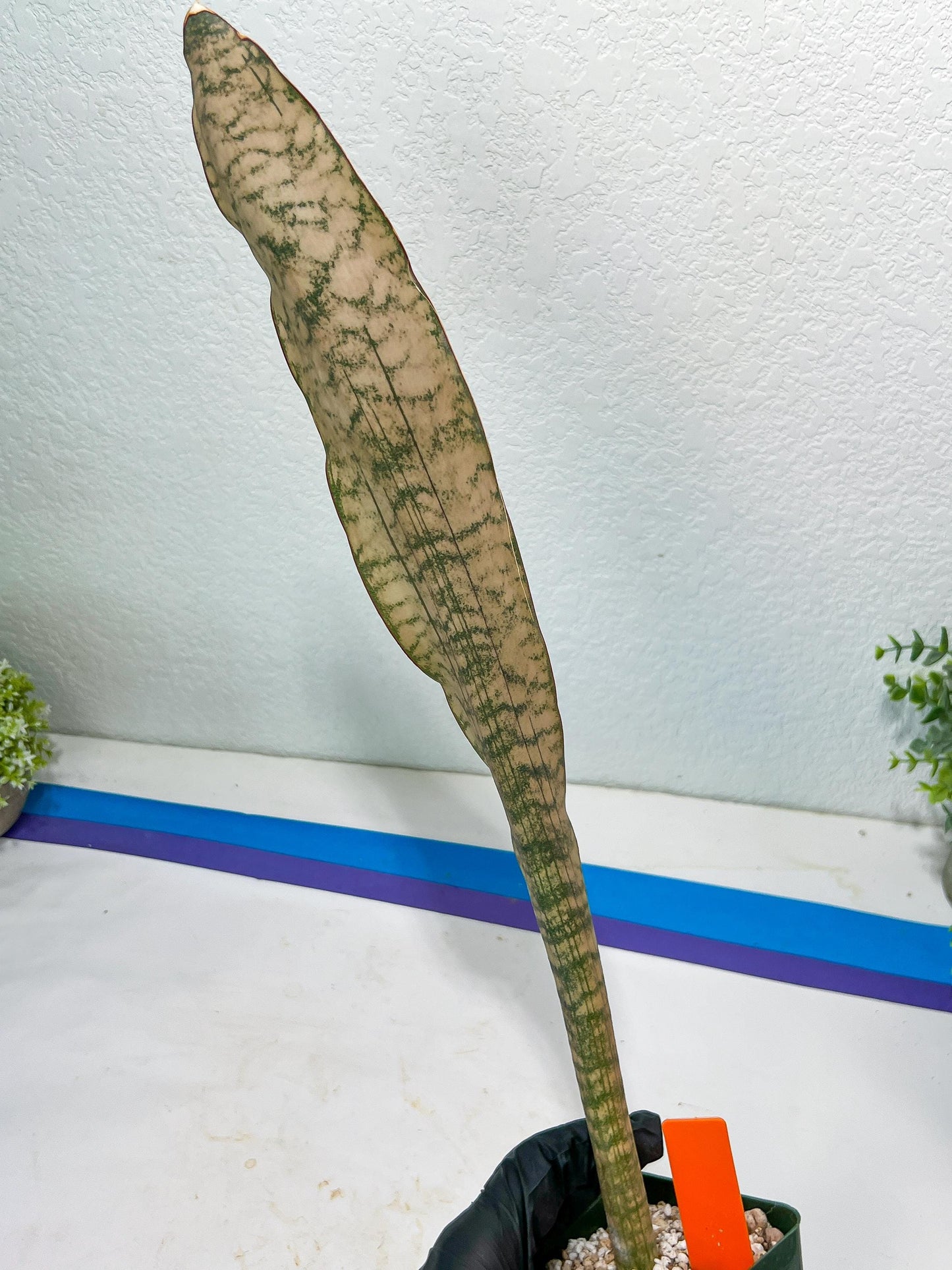 Sansevieria Kirkii Pepito (#R-O) | Very Rare Import Snake Plants
