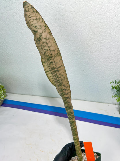 Sansevieria Kirkii Pepito (#R-O) | Very Rare Import Snake Plants