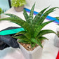 Sansevieria Crocodile Rock (#H1) | Imported Plants
