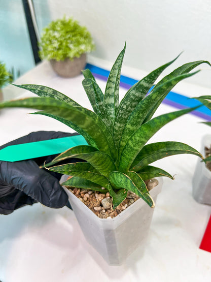 Sansevieria Crocodile Rock (#H1) | Imported Plants