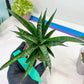 Sansevieria Crocodile Rock (#H1) | Imported Plants