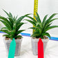 Sansevieria Crocodile Rock (#H1) | Imported Plants