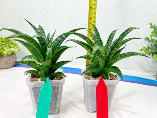 Sansevieria Crocodile Rock (#H1) | Imported Plants