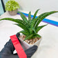 Sansevieria Crocodile Rock (#H1) | Imported Plants