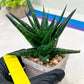 Sansevieria Blorong (#H7) | Rare Imported House Plants | Rare Snake Plant