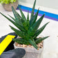 Sansevieria Blorong (#H4) | Rare Imported House Plants | Rare Snake Plant