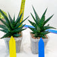 Sansevieria Blorong (#H7) | Rare Imported House Plants | Rare Snake Plant