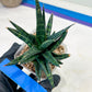 Sansevieria Blorong (#H4) | Rare Imported House Plants | Rare Snake Plant