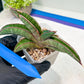 Sansevieria Pfisteri (#H6) | Uncover a Rare and Unusual Plant