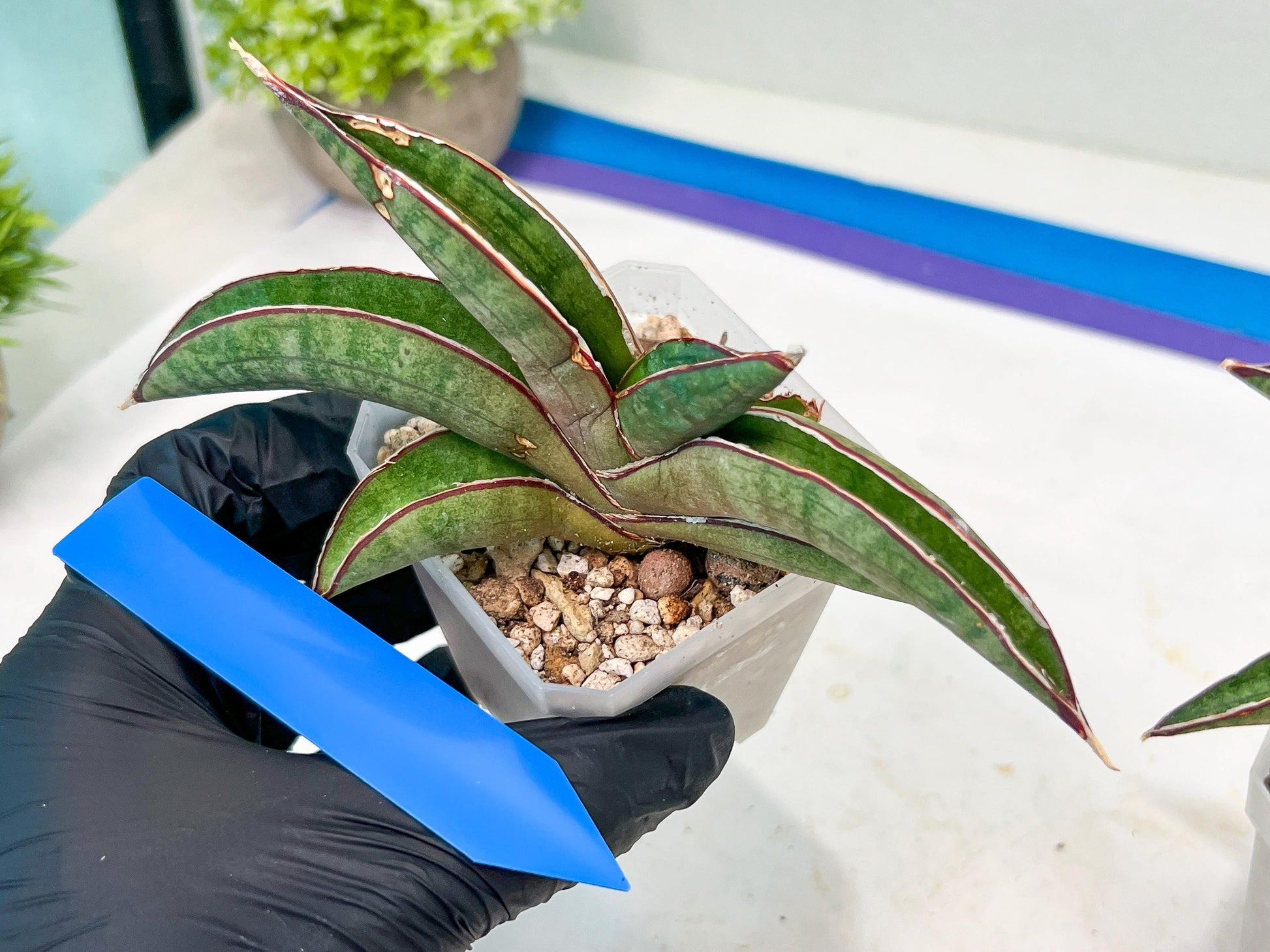 Sansevieria Pfisteri (#H6) | Uncover a Rare and Unusual Plant