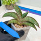 Sansevieria Pfisteri (#H6) | Uncover a Rare and Unusual Plant