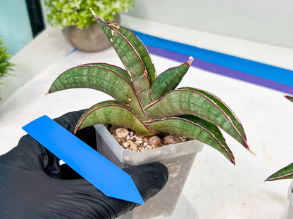 Sansevieria Pfisteri (#H6) | Uncover a Rare and Unusual Plant