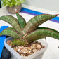 Sansevieria Pfisteri (#H6) | Uncover a Rare and Unusual Plant