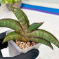 Sansevieria Pfisteri (#H6) | Uncover a Rare and Unusual Plant