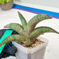 Sansevieria Pfisteri (#H6) | Uncover a Rare and Unusual Plant