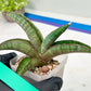 Sansevieria Pfisteri (#H6) | Uncover a Rare and Unusual Plant