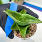 Sansevieria Dewa Mini (H10) | Very Hard to Import | 2" Pot