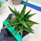 Sansevieria Star Gate (#H10) | Imported Hybrids