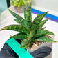 Sansevieria Star Gate (#H10) | Imported Hybrids