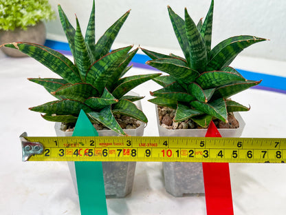 Sansevieria Star Gate (#H10) | Imported Hybrids
