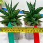 Sansevieria Star Gate (#H10) | Imported Hybrids