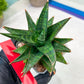 Sansevieria Star Gate (#H10) | Imported Hybrids