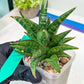 Sansevieria Star Gate (#H10) | Imported Hybrids