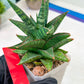 Sansevieria Star Gate (#H10) | Imported Hybrids