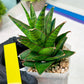Sansevieria Asancaya (#H11) | Imported Plants | Rare Hybrid Species