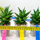Sansevieria Asancaya (#H11) | Imported Plants | Rare Hybrid Species