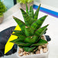 Sansevieria Asancaya (#H11) | Imported Plants | Rare Hybrid Species