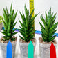 Sansevieria Keshya (#H12) | Imported Plants | Rare Hybrid Species