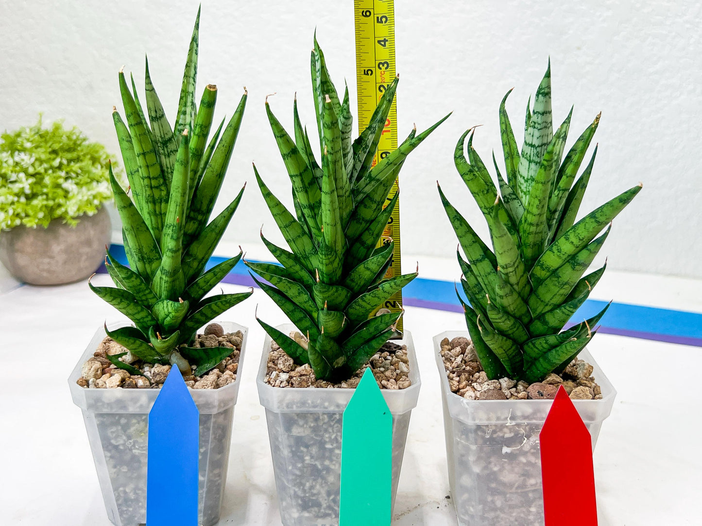 Sansevieria Keshya (#H12) | Imported Plants | Rare Hybrid Species